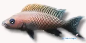 Lamprologus walteri ciklid 4–4,5 cm Tanganyika