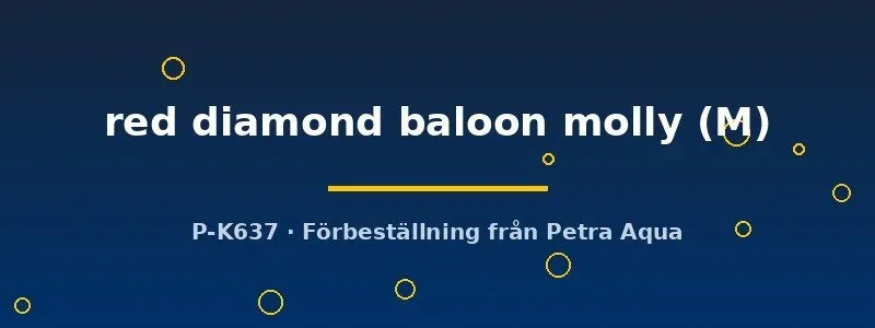 Näsets Poecilia latipinna Red Diamond Balloon molly M