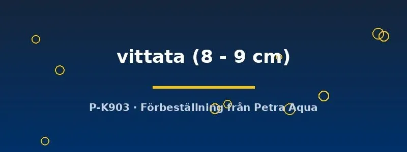 Peckoltia vittata L049 mal 8–9 cm mönstrad algätare
