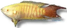 Näsets Ciklidhobby Macropodus opercularis albino paradisfisk 5,5 cm