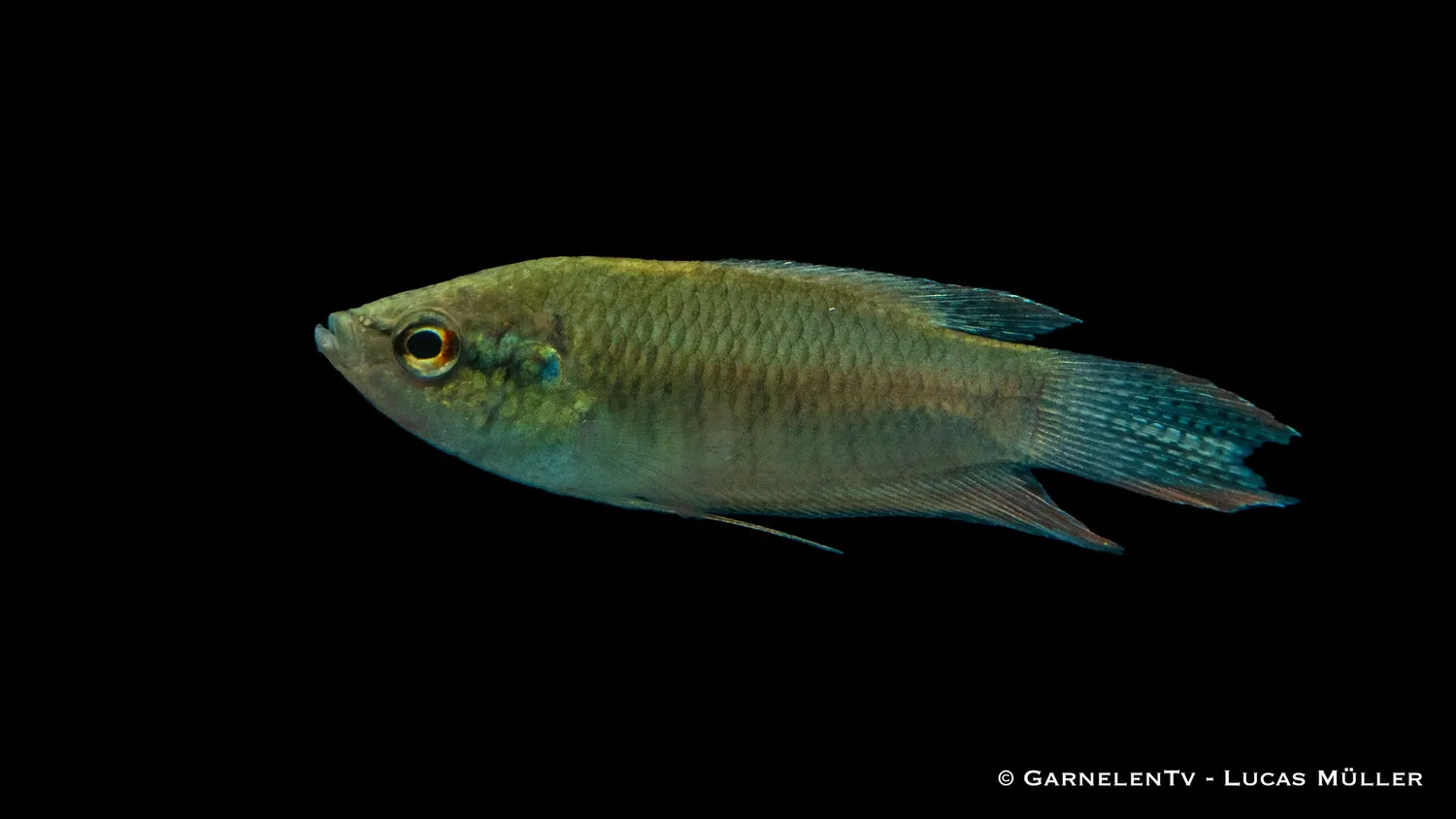 Garnelen TV Svart makropod Macropodus concolor akvariefisk DNZ