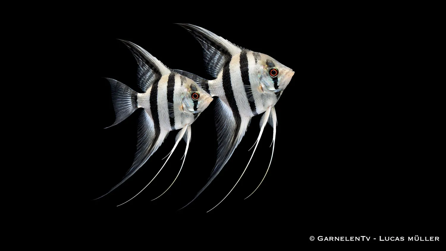 Garnelen TV Zebra skalar ciklid Pterophyllum scalare