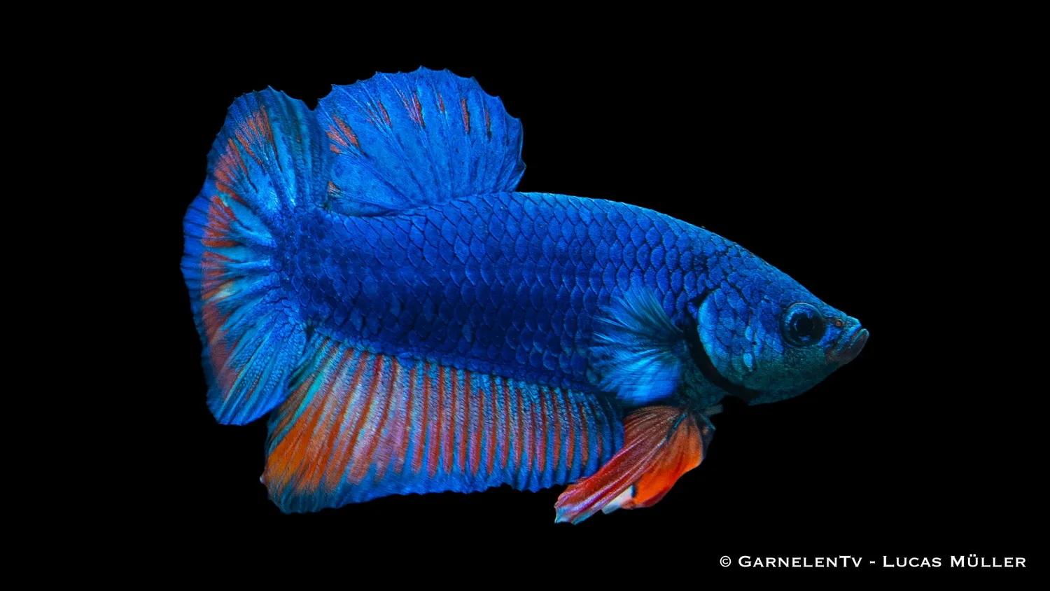 Garnelen TV Koi Galaxy Plakat kampfisk hane