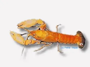 Näsets Ciklidhobby Cherax red lobster akvariekräfta 10 cm