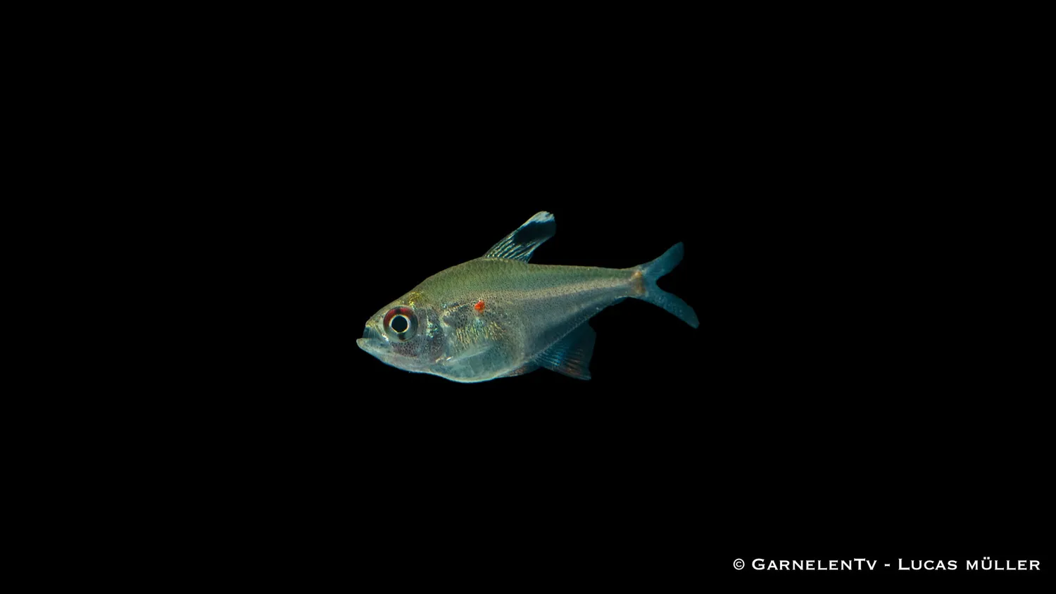 Garnelen TV Hyphessobrycon erythrostigma tetra 5 cm