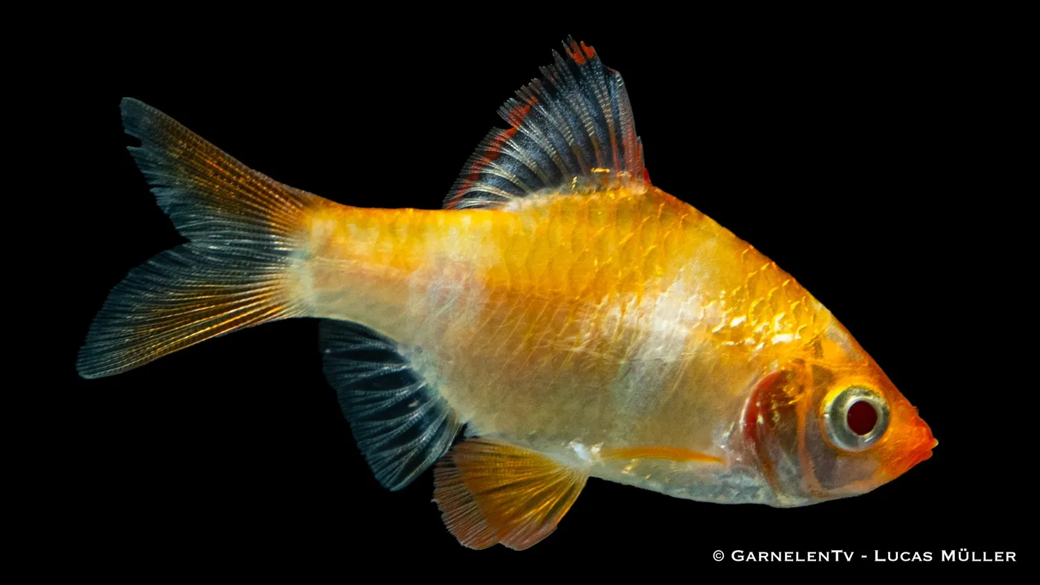 Garnelen TV Sumatrabarb guld XL Puntigrus tetrazona stimfisk