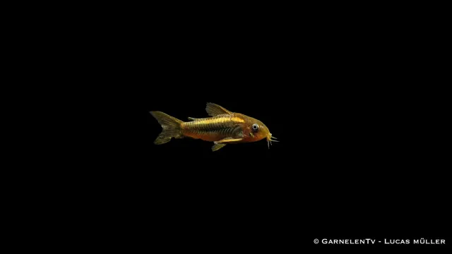 Garnelen TV Gold-Laser CW010 pansarmal 1 st bottenlevande