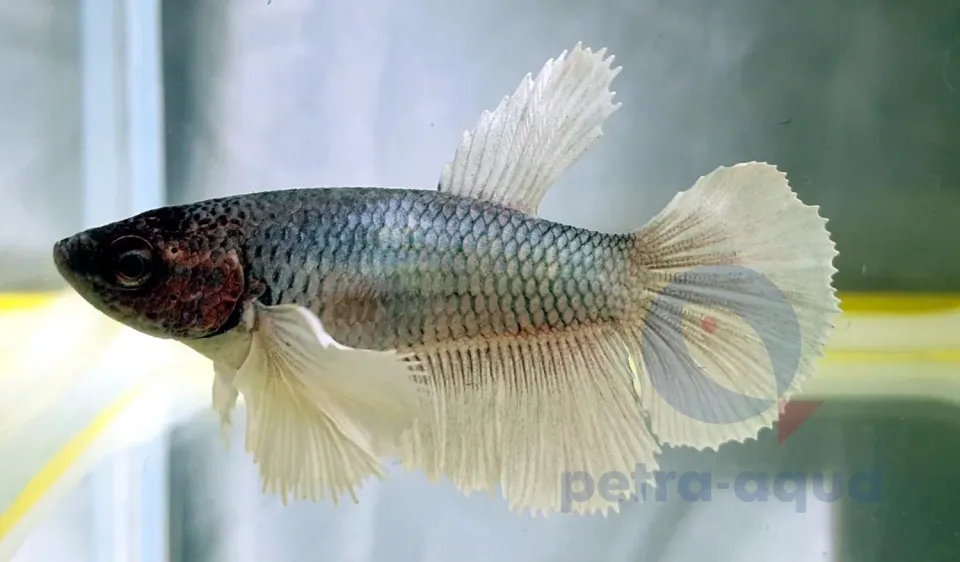 Betta SuperDelta Big Ears kampfisk hona M mix