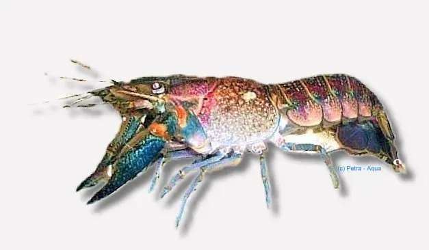 Näsets Ciklidhobby Cherax quadricarinatus blue kräfta 4-5 cm