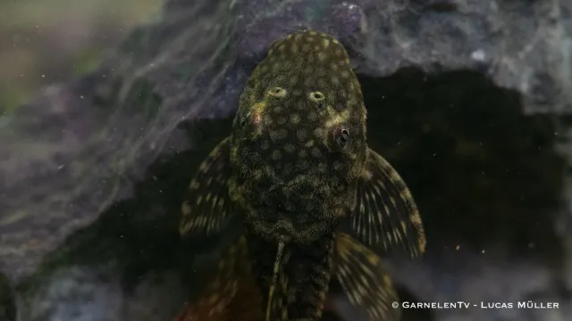 Garnelen TV Antennmal Ancistrus sp. akvariefisk