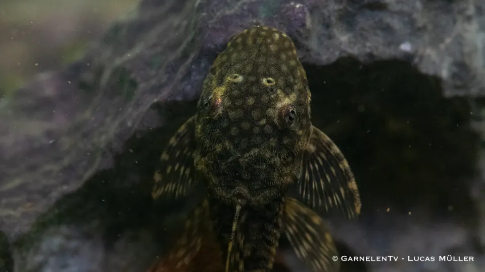Garnelen TV Antennmal Ancistrus sp. akvariefisk