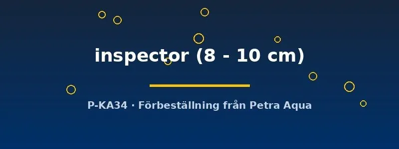 Näsets Ciklidhobby L201 Hypancistrus inspector mal 8–10 cm