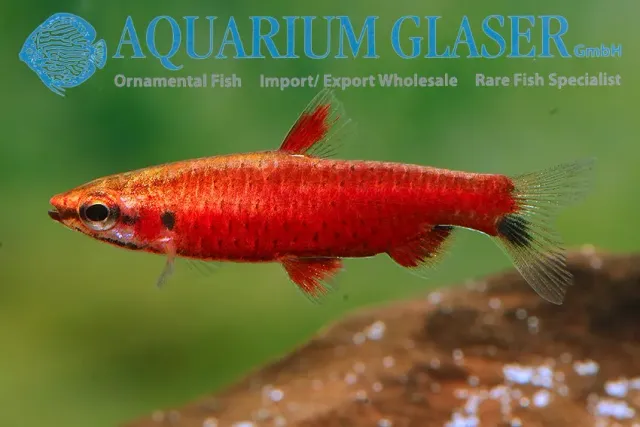 Näsets Ciklidhobby Nannostomus super red Cenepa tetra lg