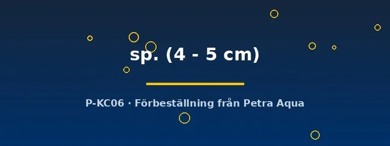 Näsets Hypancistrus L340 mal 4-5 cm fläckig