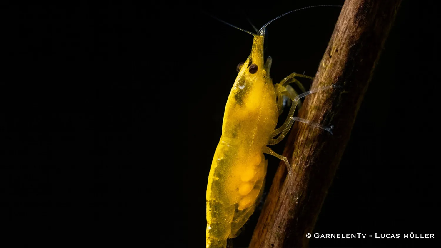 Garnelen TV Yellow Fire Neocaridina akvarieräka gul