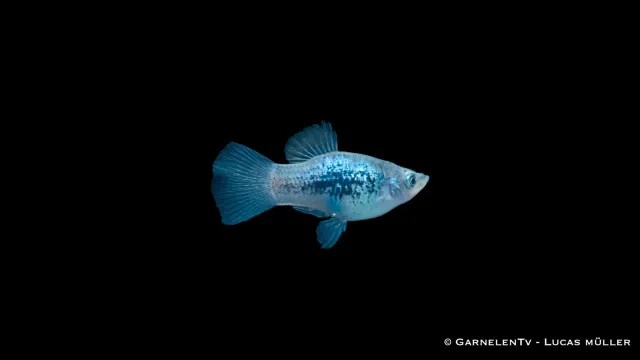 Garnelen TV Platy Blau Tuxedo akvariefisk Xiphophorus