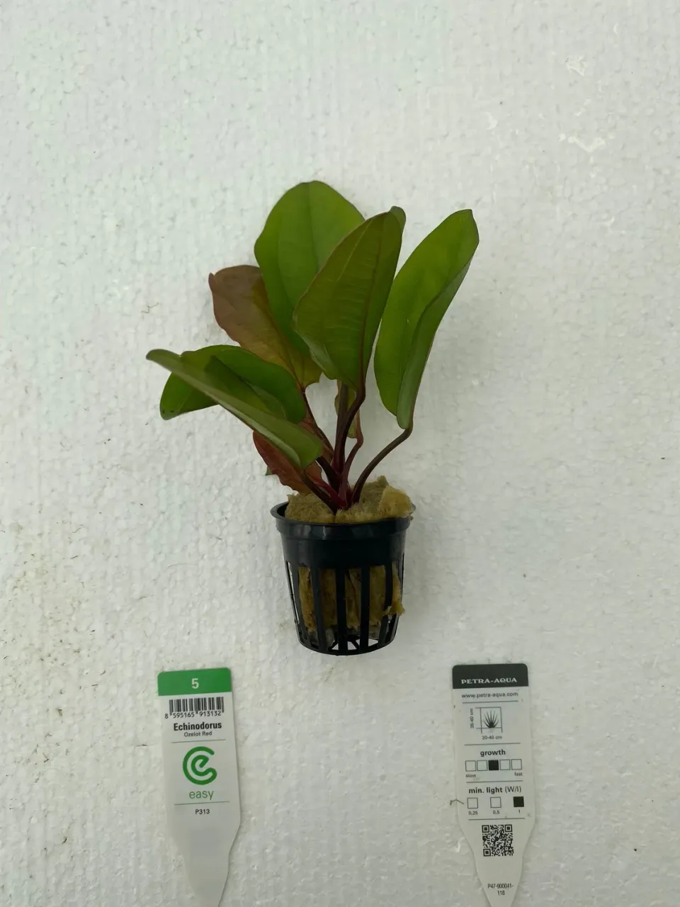 Näsets Ciklidhobby Echinodorus Ozelot Red Easy XXL växt