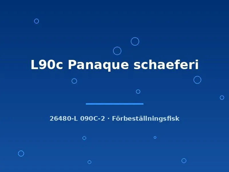 Näsets Ciklidhobby L90c Panaque schaeferi mal 5-7 cm