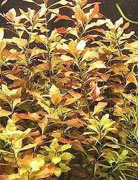 Näsets Ciklidhobby Ludwigia repens akvarieväxt kruka