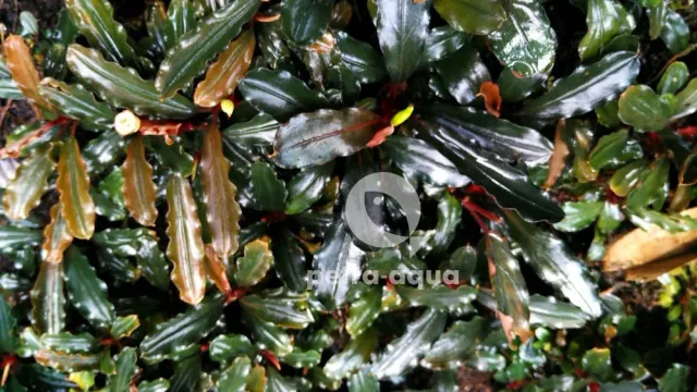 Näsets Bucephalandra Thick Bronze akvarieväxt Easy8 brons