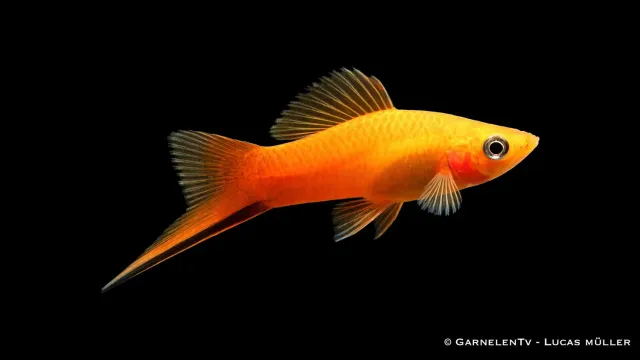 Svärdbärare Marygold akvariefisk Xiphophorus helleri