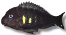 Näsets Ciklidhobby Tropheus brichardi ulwile ciklid 3-4 cm