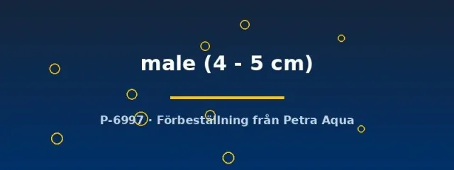 Näsets Ciklidhobby Colisa lalia dvärggurami hane 4–5 cm