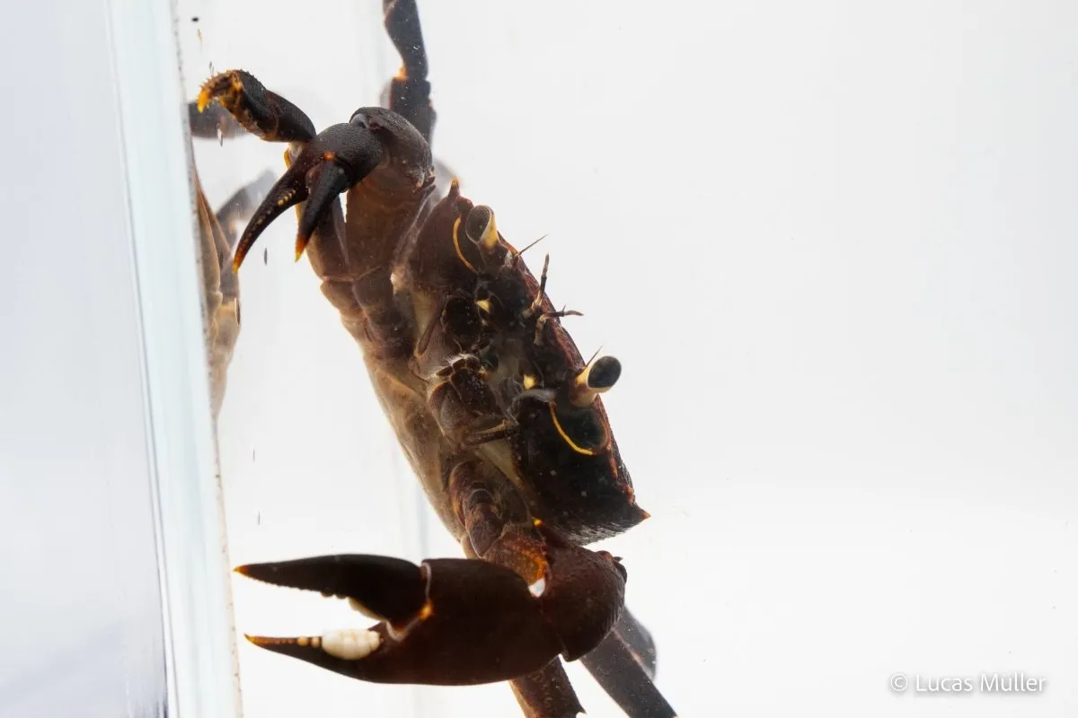 Garnelen TV Violett Matanokrabba Syntripsa matanensis sötvattenkrabba