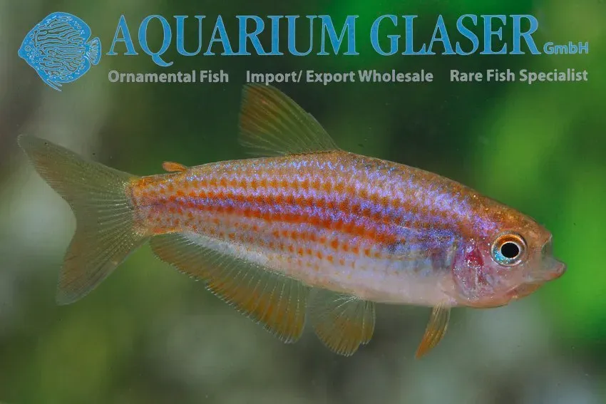 Inpaichthys parauapiranga tetra lg–xlg