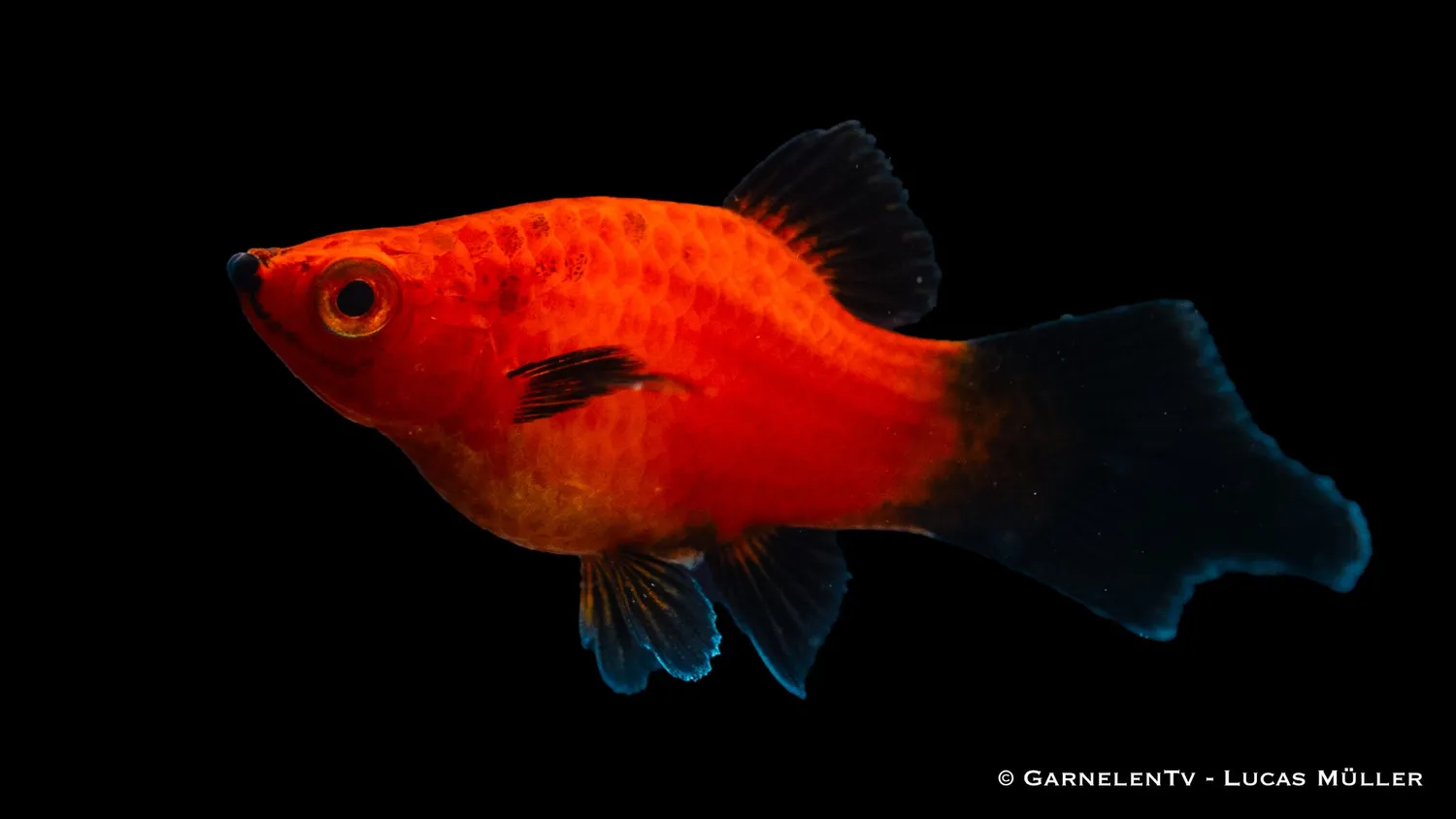 Garnelen TV Xiphophorus maculatus platy korall röd