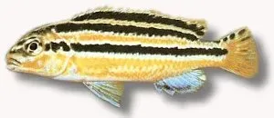 Melanochromis auratus ciklid 2–3 cm golden