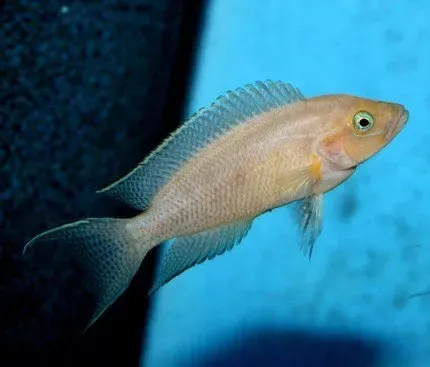 Näsets Ciklidhobby Neolamprologus falcicula ciklid 8-9 cm