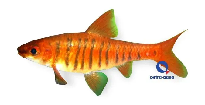 Näsets Ciklidhobby Barbus fasciolatus akvariefisk 3,5-4,5 cm
