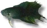 Näsets Ciklidhobby Macropodus concolor paradisfisk över 5,5 cm