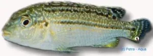 Näsets Ciklidhobby Nyasa Golden dwarf ciklid 5–6 cm auratus