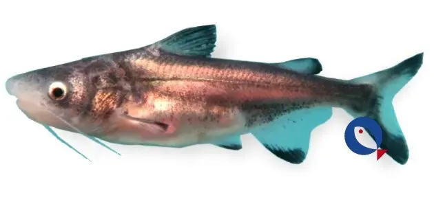 Näsets Ciklidhobby Pangasius sanitwongsei hajmal 15–17 cm