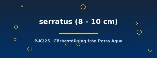 Pseudocanthicus L-24 Serratus mal 8–10 cm mörk