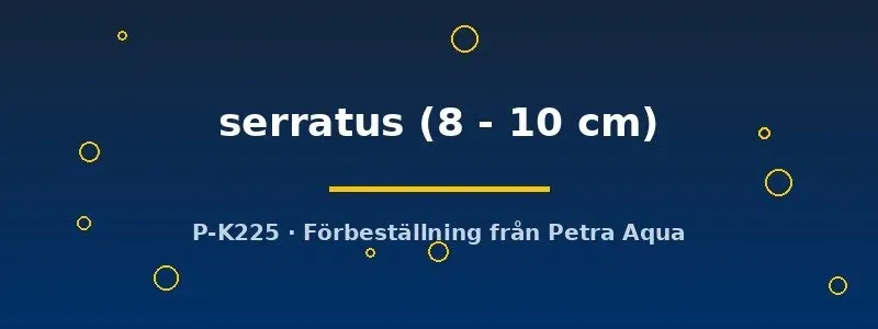 Pseudocanthicus L-24 Serratus mal 8–10 cm mörk