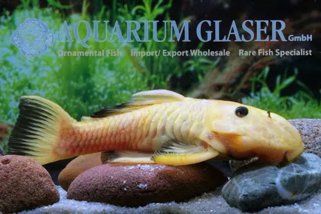 Parancistrus L56 aurantiacus sugmal 6–8 cm
