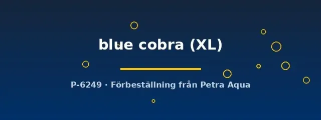 Näsets Ciklidhobby Poecilia guppy blue cobra hona XL