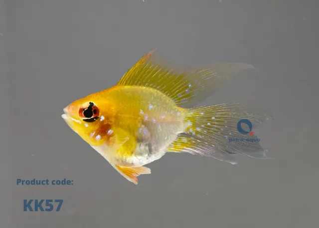 Papiliochromis ramirezi gold ballon long fin ciklid 2–3 cm