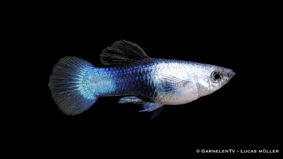 Guppy Blue Panda hane akvariefisk Poecilia reticulata