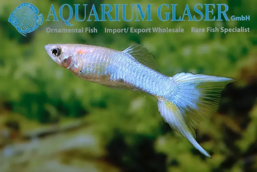 Näsets Ciklidhobby Guppy Japan Röd 2,5-3 cm par