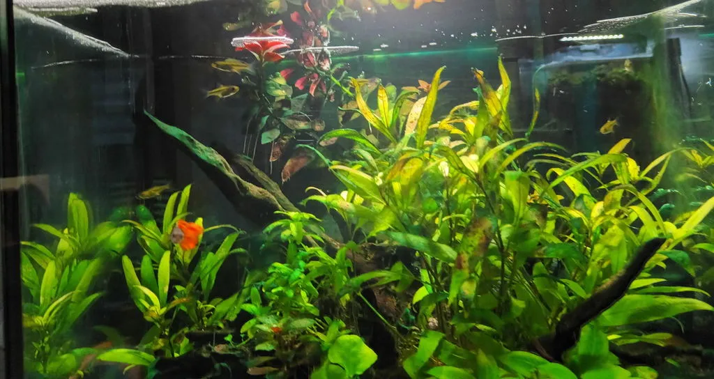 Garnelen TV Smaragdbärbling stimfisk Microdevario kubotai