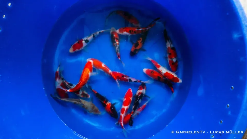 Garnelen TV Conias japan koi 18-22 cm