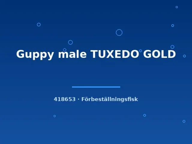Näsets Ciklidhobby Guppy male Tuxedo Gold akvariefisk lg