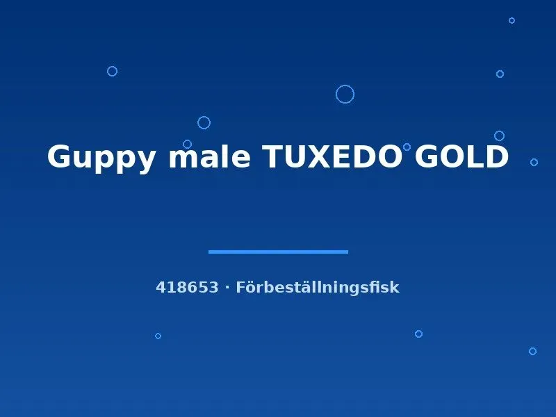 Näsets Ciklidhobby Guppy male Tuxedo Gold akvariefisk lg