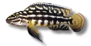Näsets Ciklidhobby Julidochromis marlieri ciklid 3–4 cm
