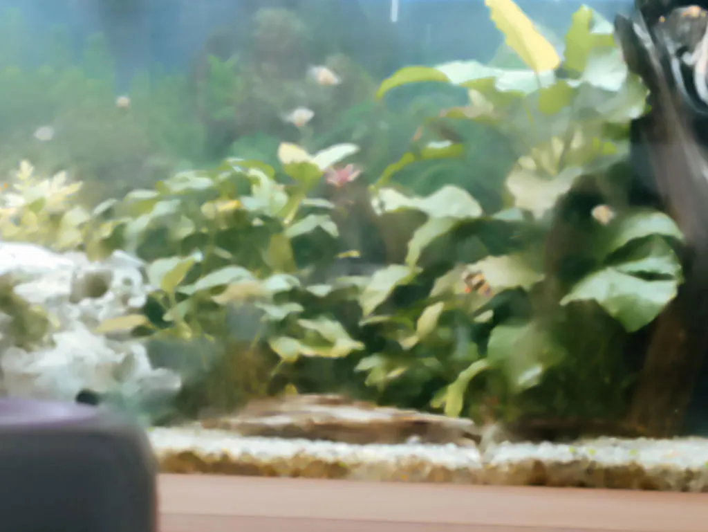 Sumatrabarb Puntigrus tetrazona stimfisk sötvatten