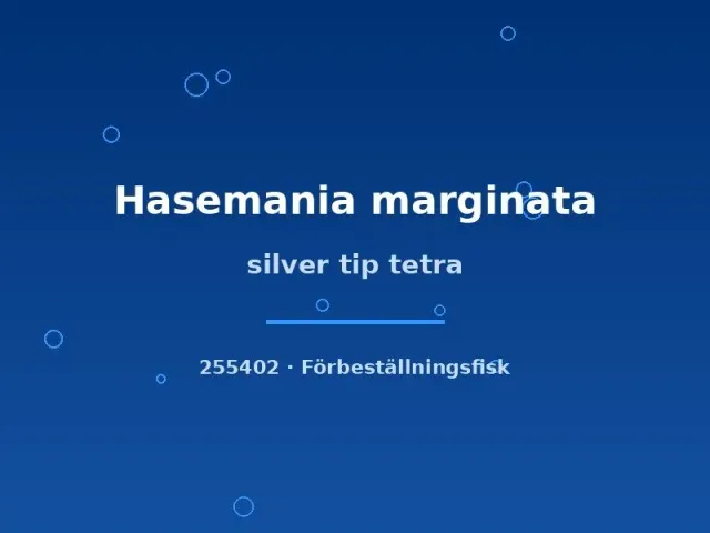 Näsets Ciklidhobby Silver Tip Tetra stimfisk md